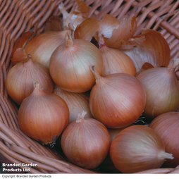 Onion 'Hi Keeper' F1 Hybrid - Seeds