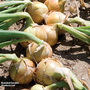 Onion 'Hylander' F1 Hybrid - Seeds