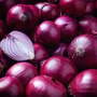 Onion 'Rosanna' (Spring Planting)