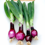 Spring Onion 'Lilia' (Red Onion) - Seeds