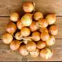 Shallot 'Yellow Moon' (Spring Planting)