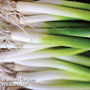 Bunching Onion 'Ishikura' - Kew Vegetable Seed Collection