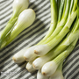 Spring Onion 'Green Banner' - Seeds