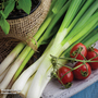 Spring Onion 'White Lisbon' - Seeds