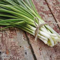 Spring Onion 'White Lisbon' - Organic Seeds