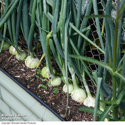 Salad Onion 'Starlight' - Seeds