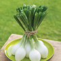 Spring Onion 'White Star' - Seeds