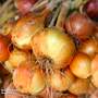 Onion 'Winteria' (Autumn Planting)