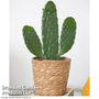 Opuntia rubescens 'Consolea'