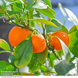 Calamondin Orange (Citrus Fruit) - Gift