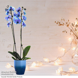 Phalaenopsis ?Blue Lagoon? (Double-stemmed) - Gift