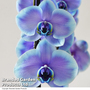 Phalaenopsis ?Blue Lagoon? (Double-stemmed)