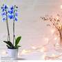 Phalaenopsis ?Blue Lagoon? (Double-stemmed) - Gift