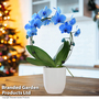 Phalaenopsis ?Circle Blue? - Gift