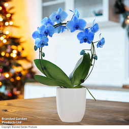 Phalaenopsis ?Circle Blue? - Gift