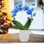 Phalaenopsis ?Circle Blue?