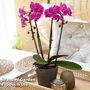 Phalaenopsis 'Pink Cascade' in grey patterned ceramic