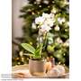 Phalaenopsis 'Twin' - Gift
