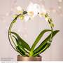 Phalaenopsis 'Circle White'
