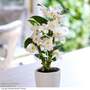 Dendrobium 'Apollon' - Gift