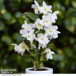 Dendrobium 'Apollon' - Gift