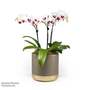 Phalaenopsis 'Triple Bi-colour'