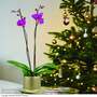 Phalaenopsis 'Twin'
