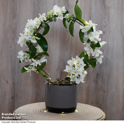 Dendrobium nobile 'White Arch'