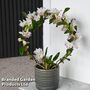 Dendrobium nobile 'White Arch'