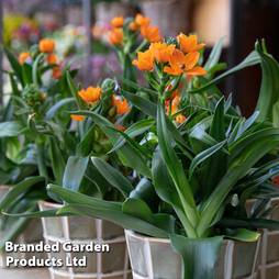 Ornithogalum dubium