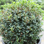 Osmanthus x burkwoodii (Hedging)
