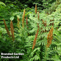 Osmunda regalis