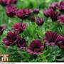 Osteospermum 'Sunny Gaia'