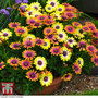 Osteospermum 'Bright Eyed' Duo