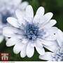 Osteospermum 'Erato Double Ice Blue'