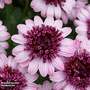 Osteospermum ecklonis 'Berry White'