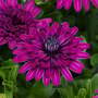 Osteospermum '3D Purple'