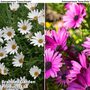 Osteospermum Hardy Duo