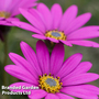 Osteospermum 'In The Pink' (Hardy)