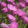 Osteospermum 'In The Pink' (Hardy)