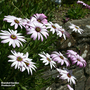 Osteospermum 'Lady Leitrim'