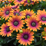 Osteospermum 'Dazzling Duo'