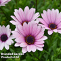 Osteospermum 'Sennen Sunrise'