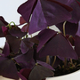 Oxalis triangularis (Purple)