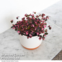 Oxalis triangularis 'Vulcan Pink'
