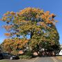 English Oak tree (Quercus robur) in a pot