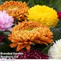 Chrysanthemum 'Allouise Orange'