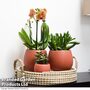 Terracotta Phalaenopsis Arrangement