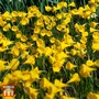 Narcissus bulbocodium 'Golden Bells'