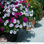 Petunia 'Tidal Wave Improved'